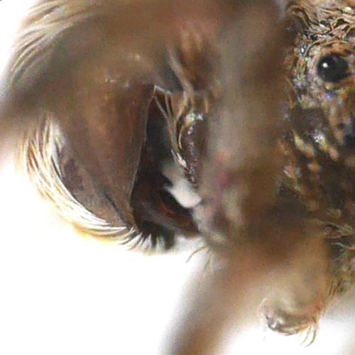 Réf. 332 305 : Hyptiotes paradoxus
